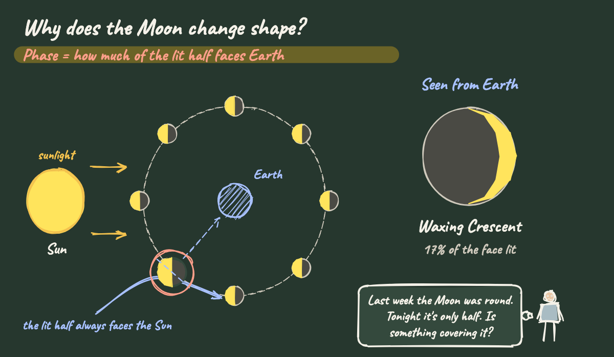 Moon phases ↔ the Moon's shape each night
